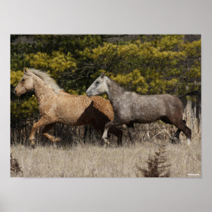 Twee buikpaarden die samen lopen poster