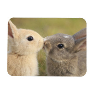 Twee bundels die een rechthoekmagneet zoenen magneet