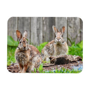 Twee Bunny Rabbits Magneet
