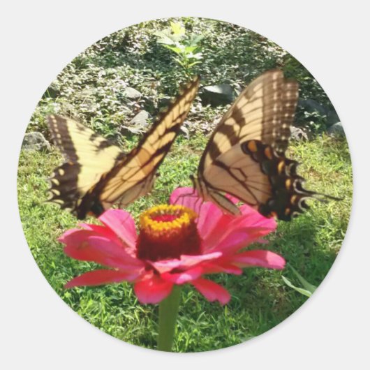 Twee Butterflies op een roze Zinnia Ronde Sticker (Voorkant)