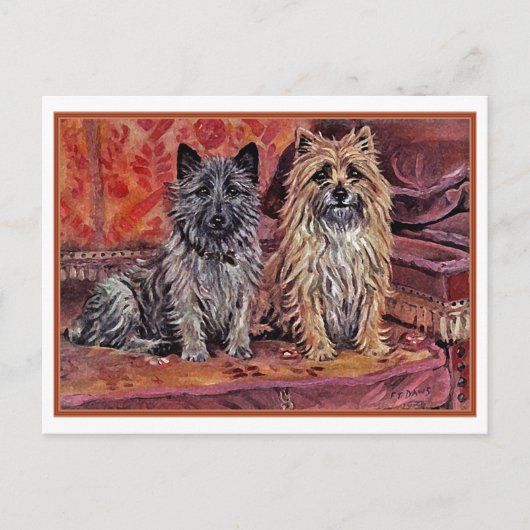 Twee Cairn Terriers Briefkaart (Voorkant)