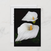 Twee Calla Lilies #9 (Voorkant / Achterkant)