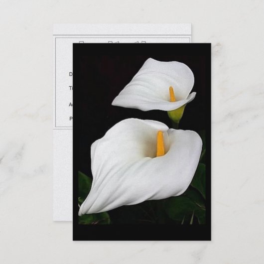 Twee Calla Lilies #9 (Voorkant / Achterkant)