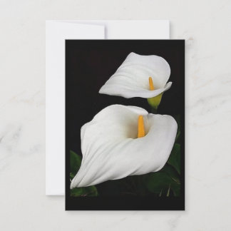 Twee Calla Lilies #9