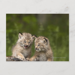 Twee Canada Lynx Kittens die op een logboek spelen Briefkaart