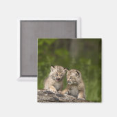Twee Canada Lynx Kittens die op een logboek spelen Magneet (Voorkant / Achterkant)
