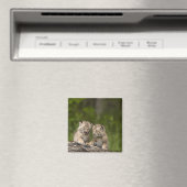 Twee Canada Lynx Kittens die op een logboek spelen Magneet (Insitu (Vaatwasser))