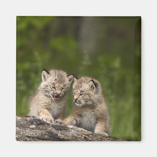 Twee Canada Lynx Kittens die op een logboek spelen Magneet (Voorkant)