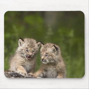 Twee Canada Lynx Kittens die op een logboek spelen Muismat