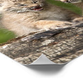Twee Canada Lynx Kittens die op een logboek spelen Poster (Hoek)