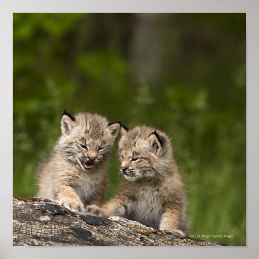 Twee Canada Lynx Kittens die op een logboek spelen Poster (Voorkant)