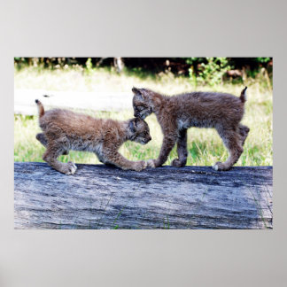 Twee Canadese Lynx Kittens die op een Logboek spel Poster