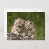 Twee Canadese Lynx (Lynx Canadensis) Kittens Briefkaart (Voorkant / Achterkant)