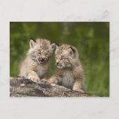 Twee Canadese Lynx (Lynx Canadensis) Kittens Briefkaart (Voorkant)