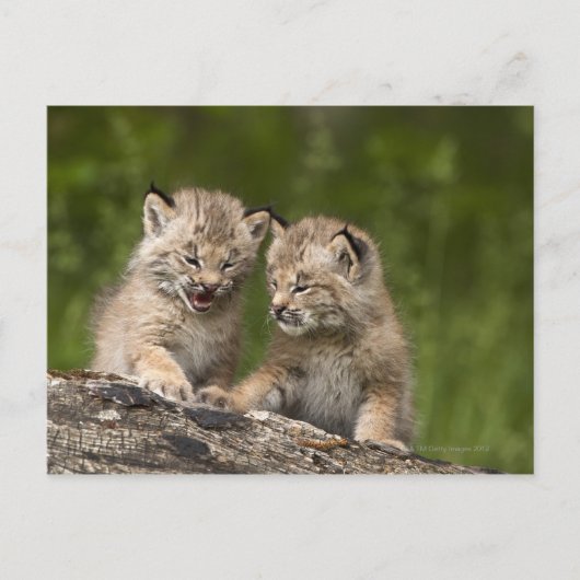 Twee Canadese Lynx (Lynx Canadensis) Kittens Briefkaart (Voorkant)