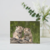 Twee Canadese Lynx (Lynx Canadensis) Kittens Briefkaart (Staand voorkant)
