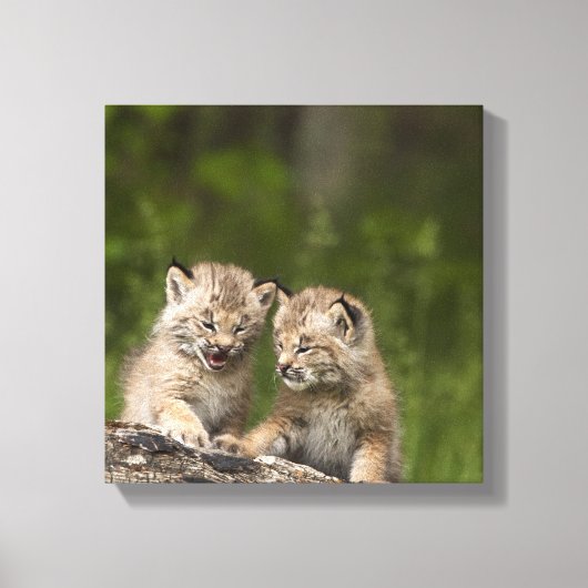 Twee Canadese Lynx (Lynx Canadensis) Kittens Canvas Afdruk (Voorkant)