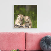 Twee Canadese Lynx (Lynx Canadensis) Kittens Canvas Afdruk (Insitu (Woonkamer))