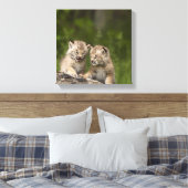 Twee Canadese Lynx (Lynx Canadensis) Kittens Canvas Afdruk (Insitu (Slaapkamer))