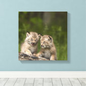 Twee Canadese Lynx (Lynx Canadensis) Kittens Canvas Afdruk (Insitu (Houten vloer))