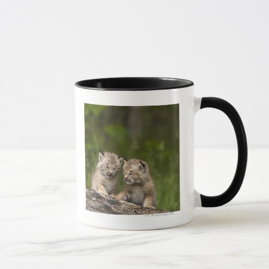 Twee Canadese Lynx (Lynx Canadensis) Kittens Mok (Rechts)