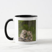 Twee Canadese Lynx (Lynx Canadensis) Kittens Mok (Links)