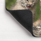 Twee Canadese Lynx (Lynx Canadensis) Kittens Muismat (Hoek)