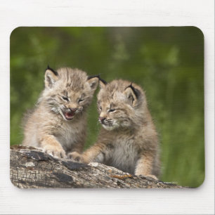 Twee Canadese Lynx (Lynx Canadensis) Kittens Muismat