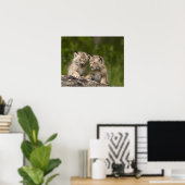 Twee Canadese Lynx (Lynx Canadensis) Kittens Poster (Thuiskantoor)