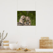 Twee Canadese Lynx (Lynx Canadensis) Kittens Poster (Keuken)