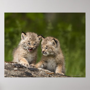 Twee Canadese Lynx (Lynx Canadensis) Kittens Poster