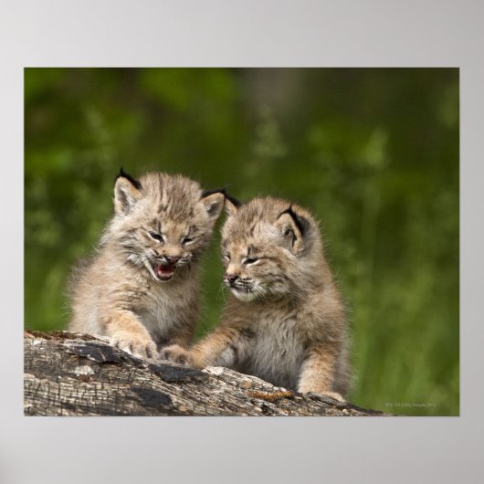 Twee Canadese Lynx (Lynx Canadensis) Kittens Poster (Voorkant)