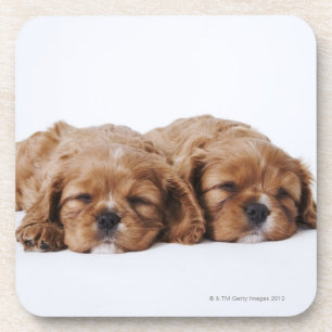 Twee Cavalier King Charles Spaniel puppies Bier Onderzetter
