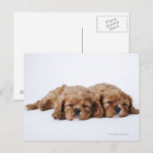 Twee Cavalier King Charles Spaniel puppies Briefkaart (Voorkant / Achterkant)