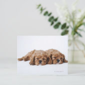 Twee Cavalier King Charles Spaniel puppies Briefkaart (Staand voorkant)