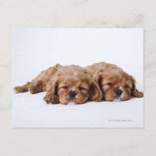 Twee Cavalier King Charles Spaniel puppies Briefkaart