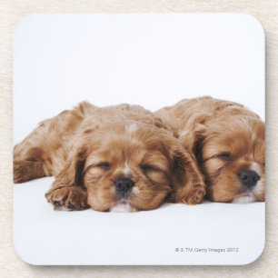 Twee Cavalier King Charles Spaniel puppies Drankjes Onderzetter