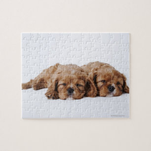 Twee Cavalier King Charles Spaniel puppies Legpuzzel