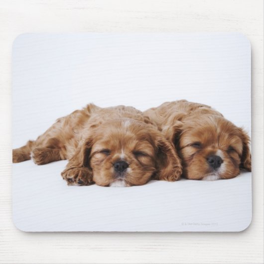 Twee Cavalier King Charles Spaniel puppies Muismat (Voorkant)