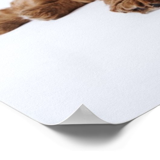 Twee Cavalier King Charles Spaniel puppies Poster (Hoek)