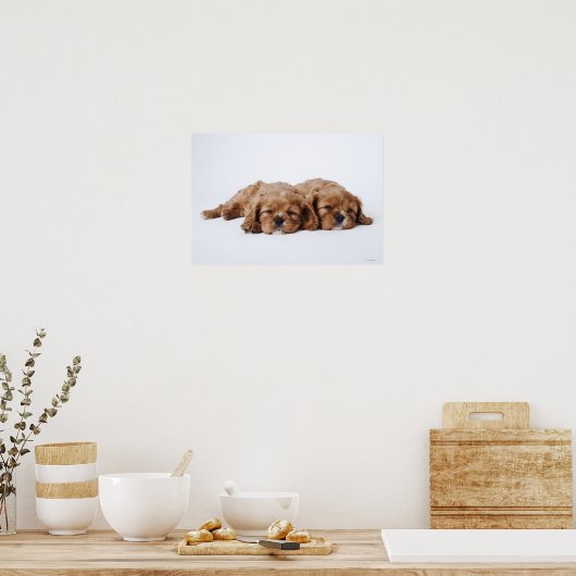 Twee Cavalier King Charles Spaniel puppies Poster (Keuken)