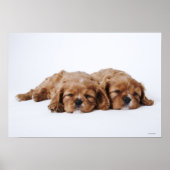 Twee Cavalier King Charles Spaniel puppies Poster (Voorkant)