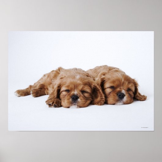 Twee Cavalier King Charles Spaniel puppies Poster (Voorkant)
