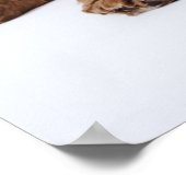 Twee Cavalier King Charles Spaniel puppies Poster (Hoek)