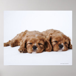 Twee Cavalier King Charles Spaniel puppies Poster
