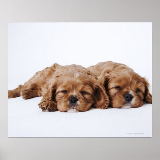 Twee Cavalier King Charles Spaniel puppies Poster (Voorkant)
