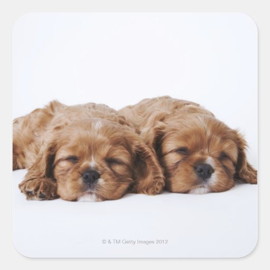 Twee Cavalier King Charles Spaniel puppies Vierkante Sticker (Voorkant)