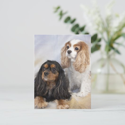 Twee Cavalier King Charles Spaniels Briefkaart (Staand voorkant)