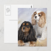 Twee Cavalier King Charles Spaniels Briefkaart (Voorkant / Achterkant)