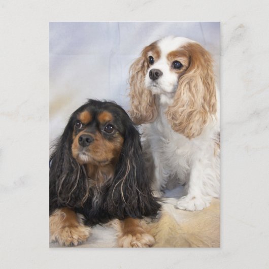 Twee Cavalier King Charles Spaniels Briefkaart (Voorkant)